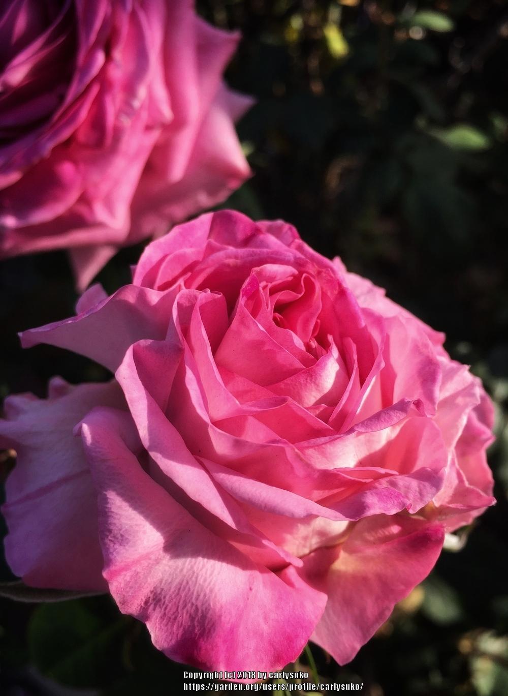 Photo of Rose (Rosa 'Beverly') uploaded by carlysuko