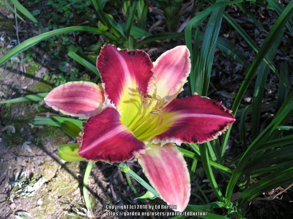 Photo of Daylily (Hemerocallis 'Rosy Spiketail') uploaded by EdBurton