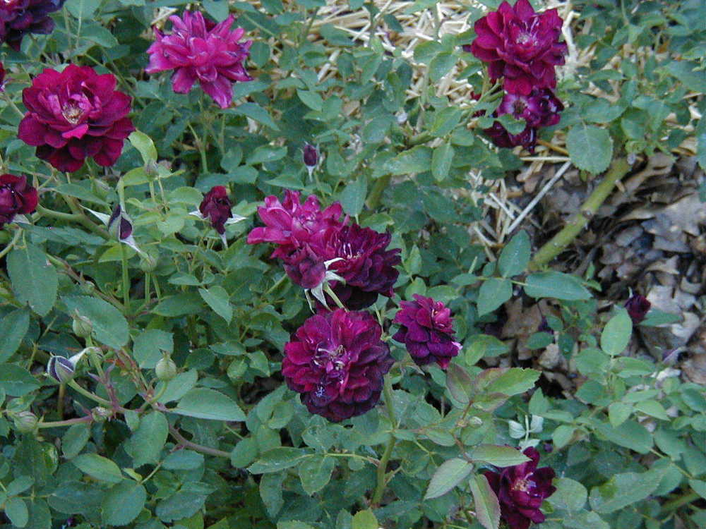 Photo of Rose (Rosa 'Purple Buttons') uploaded by RoseBlush1