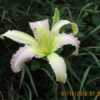 New for 2018. Gift plant from Valley of the Daylilies. Very first
