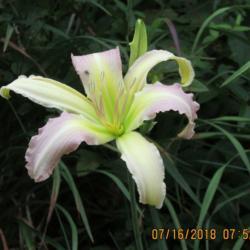 Location: My 6b garden
Date: 2018-07-16
New for 2018. Gift plant from Valley of the Daylilies. Very first