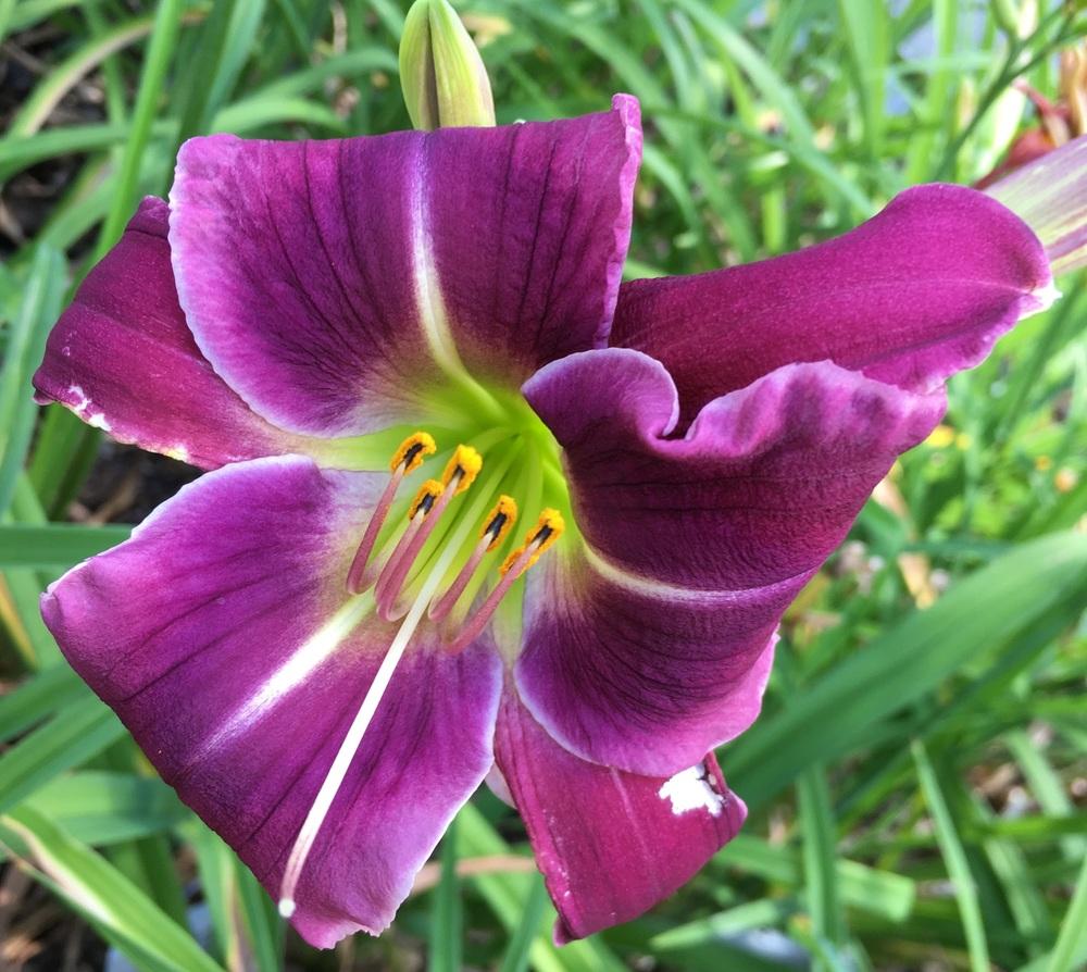 Photo of Daylily (Hemerocallis 'Westbourne on the Wings of a Dove') uploaded by ljb5966