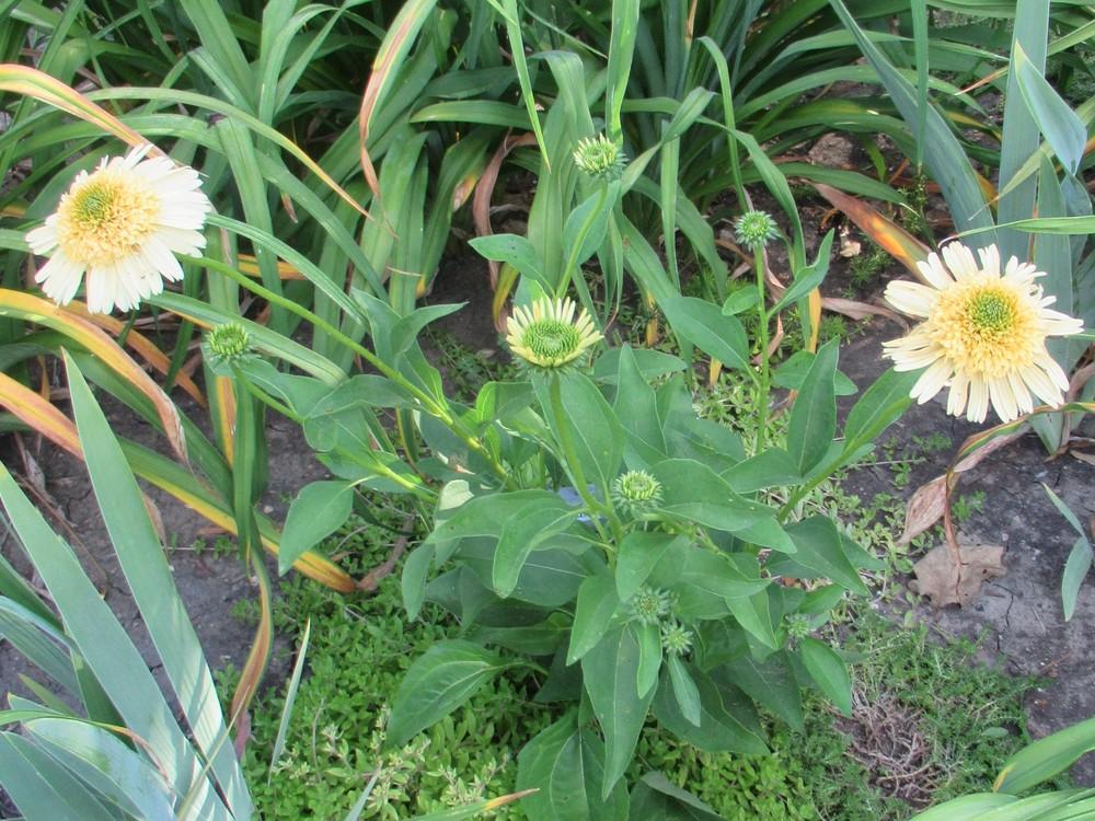 Photo of Coneflower (Echinacea 'Meteor Yellow') uploaded by stilldew