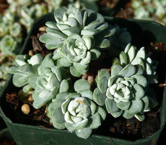 Photo of Stonecrop (Sedum spathulifolium subsp. pruinosum 'Cape Blanco') uploaded by Lalambchop1
