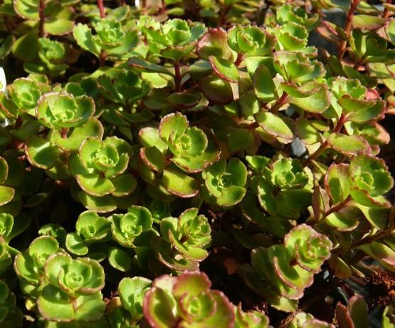 Photo of Two-Row Stonecrop (Phedimus spurius 'Elizabeth') uploaded by Lalambchop1