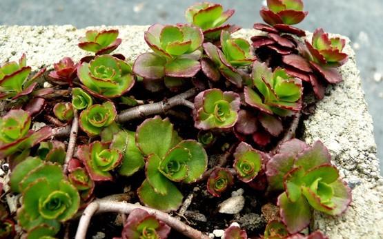 Photo of Two-Row Stonecrop (Phedimus spurius 'Ruby Mantle') uploaded by Lalambchop1