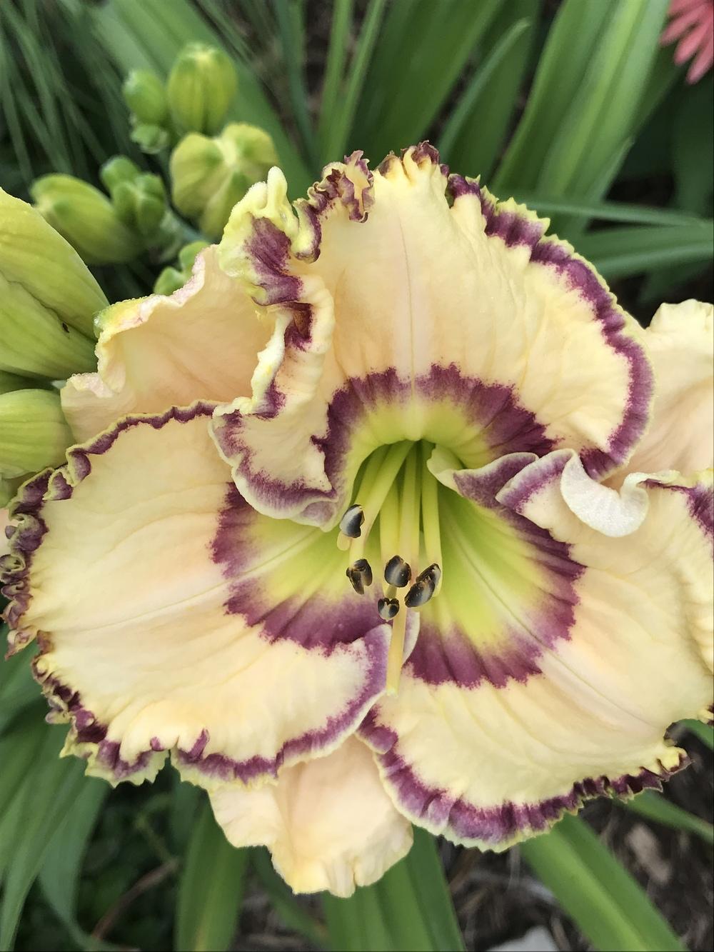 Photo of Daylily (Hemerocallis 'Keep on Looking') uploaded by Legalily