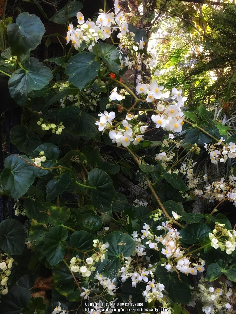 Photo of Begonia (Begonia obliqua) uploaded by carlysuko