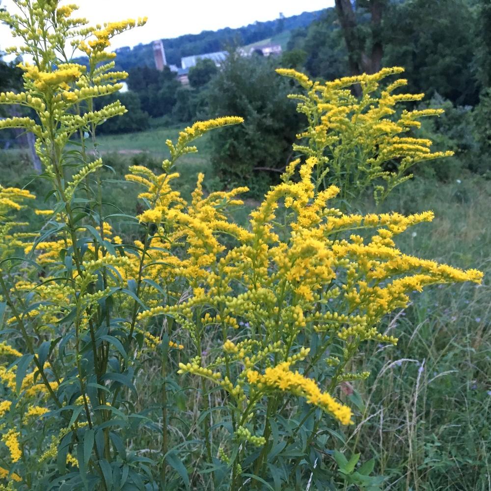 Photo of Goldenrods (Solidago) uploaded by csandt