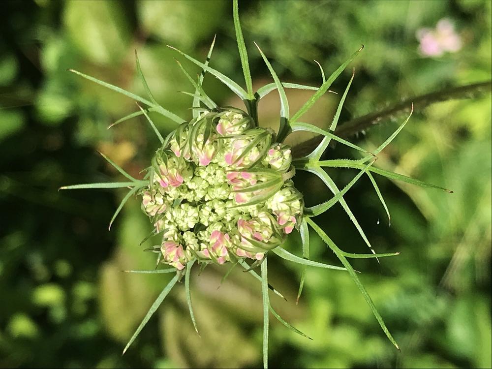 Photo of Queen Anne's Lace (Daucus carota) uploaded by cwhitt