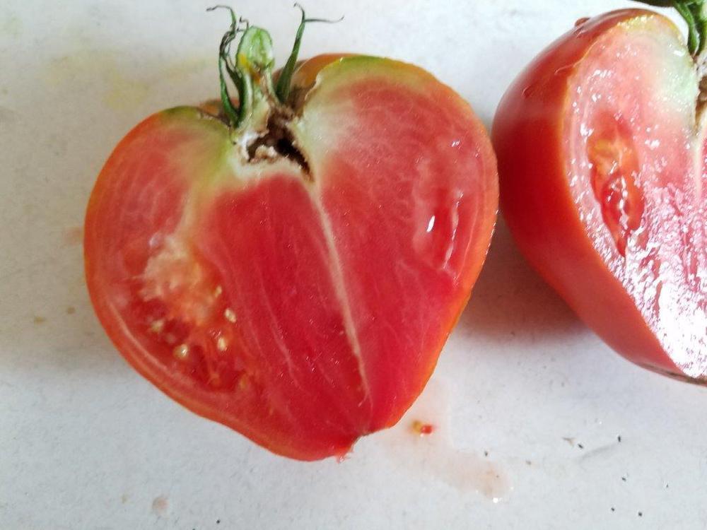 Photo of Tomato (Solanum lycopersicum 'Dinner Plate') uploaded by cybrczch