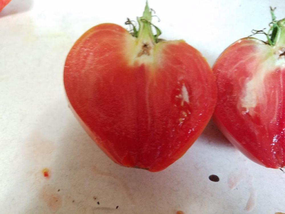 Photo of Tomato (Solanum lycopersicum 'Lescana Heart') uploaded by cybrczch