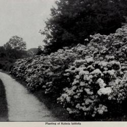 
Date: c. 1913
photo from the 1913 cherry Hill Nurseries catalog, West Newbury, 