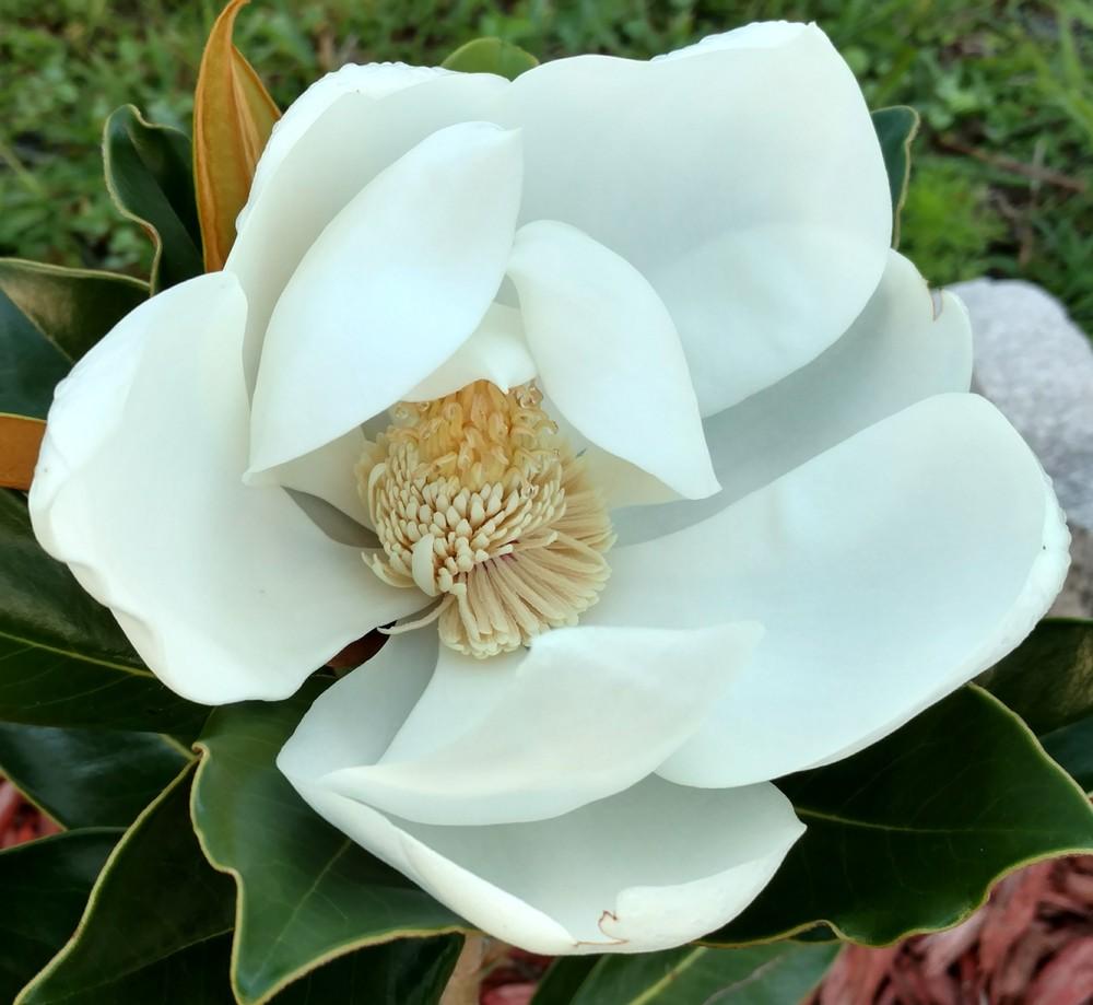 Photo of Southern Magnolia (Magnolia grandiflora 'Little Gem') uploaded by wilmarosebud