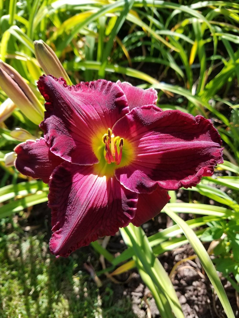 Photo of Daylily (Hemerocallis 'Clash of Absolutes') uploaded by Ahead