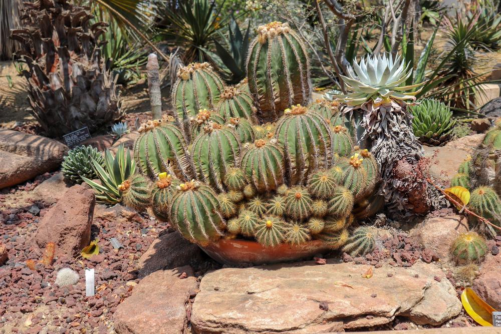 Photo of Ball Cactus (Parodia magnifica) uploaded by Baja_Costero