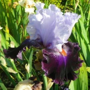 Photo of Tall Bearded Iris (Iris 'Honourable Lord') uploaded by Hajue