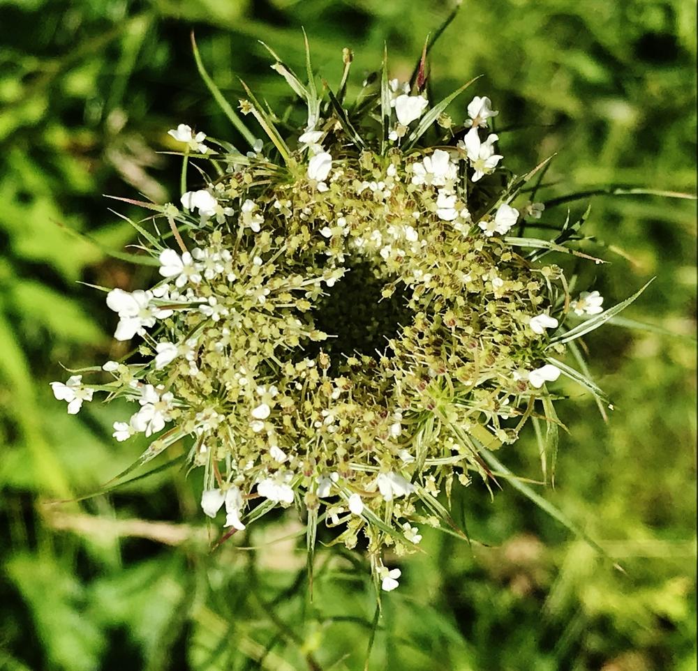 Photo of Queen Anne's Lace (Daucus carota) uploaded by cwhitt