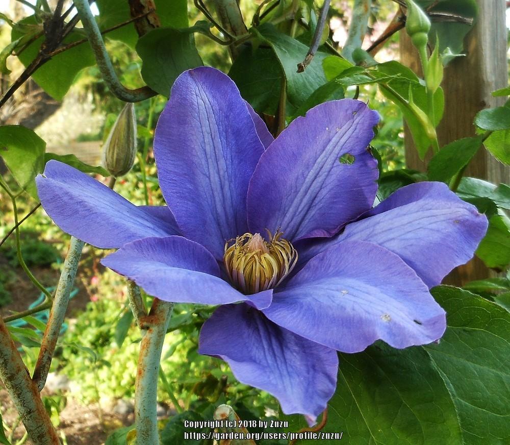Photo of Clematis 'H.F. Young' uploaded by zuzu