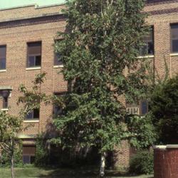 Location: Batavia, Illinois
Date: summer in the 1980's
specimen at a school