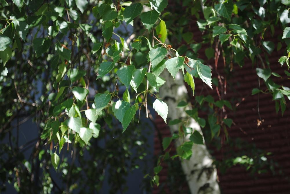 Photo of Silver Birch (Betula pendula) uploaded by ILPARW