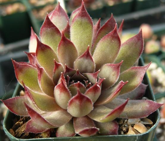 Photo of Hen and Chicks (Sempervivum 'Jeramia') uploaded by Lalambchop1