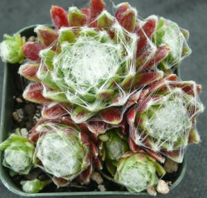 Photo of Hen and Chicks (Sempervivum arachnoideum 'from Val Minera') uploaded by Lalambchop1