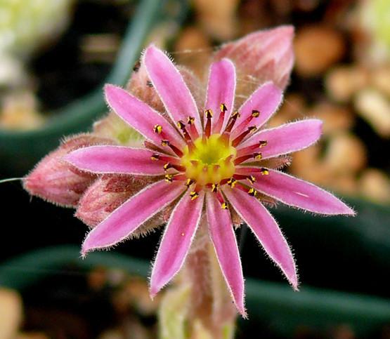 Photo of Hen and Chicks (Sempervivum 'Averil') uploaded by Lalambchop1