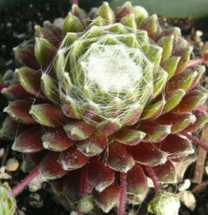 Photo of Hen and Chicks (Sempervivum 'Spumanti') uploaded by Lalambchop1