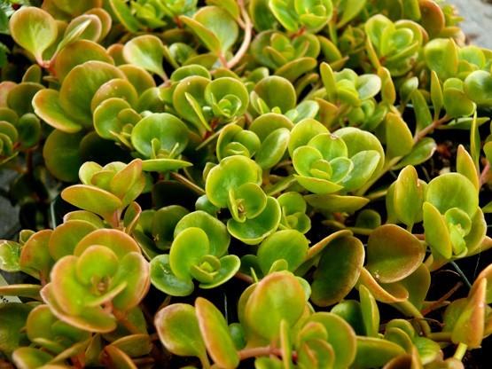 Photo of Chinese Stonecrop (Sedum tetractinum 'Coral Reef') uploaded by Lalambchop1