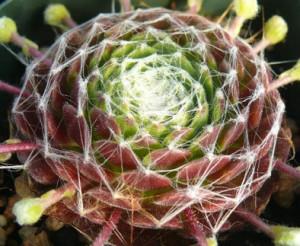 Photo of Hen and Chicks (Sempervivum 'Red Cobweb') uploaded by Lalambchop1