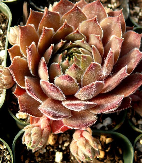 Photo of Hen and Chicks (Sempervivum 'Blush') uploaded by Lalambchop1