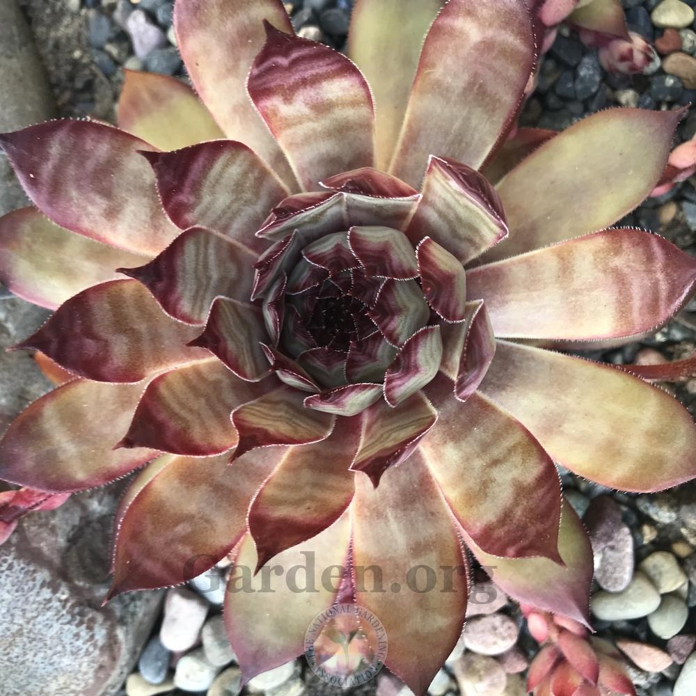 Photo of Hen and Chicks (Sempervivum 'Forgotten Dreams') uploaded by Patty