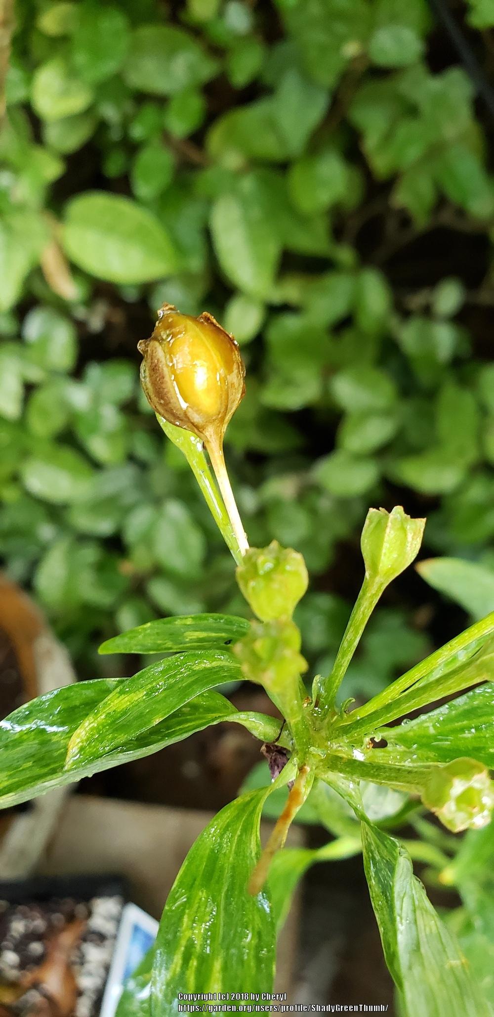 Photo of Peruvian Lily (Alstroemeria psittacina) uploaded by ShadyGreenThumb