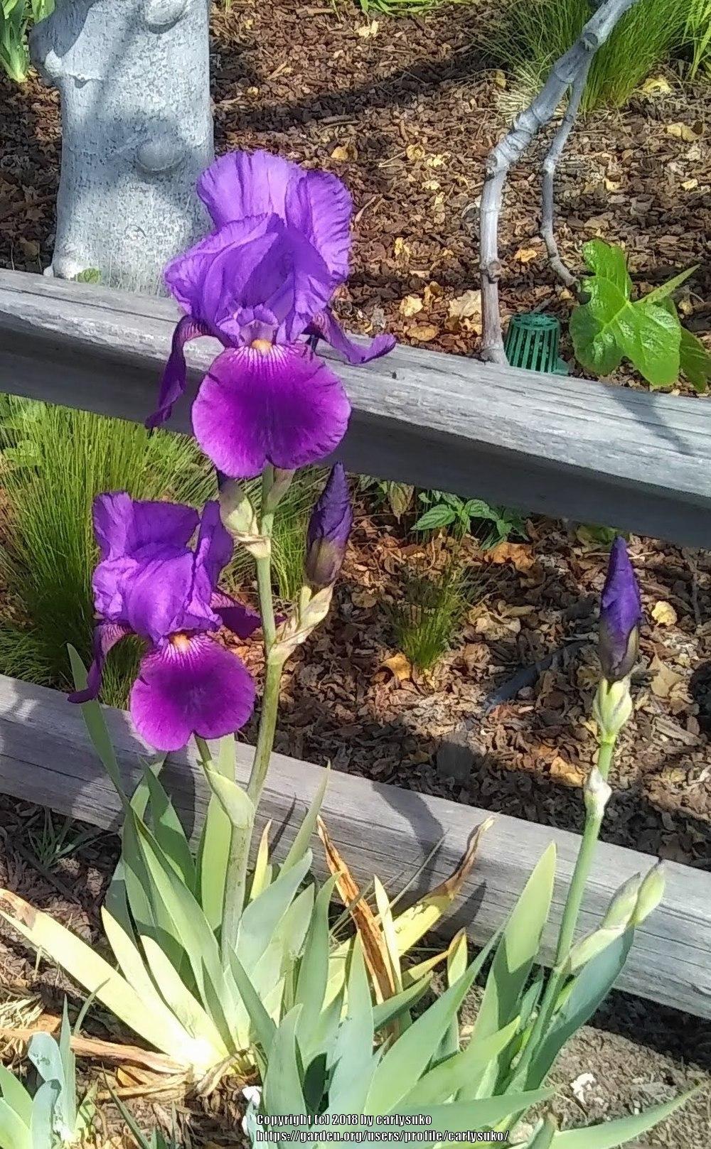 Photo of Irises (Iris) uploaded by carlysuko