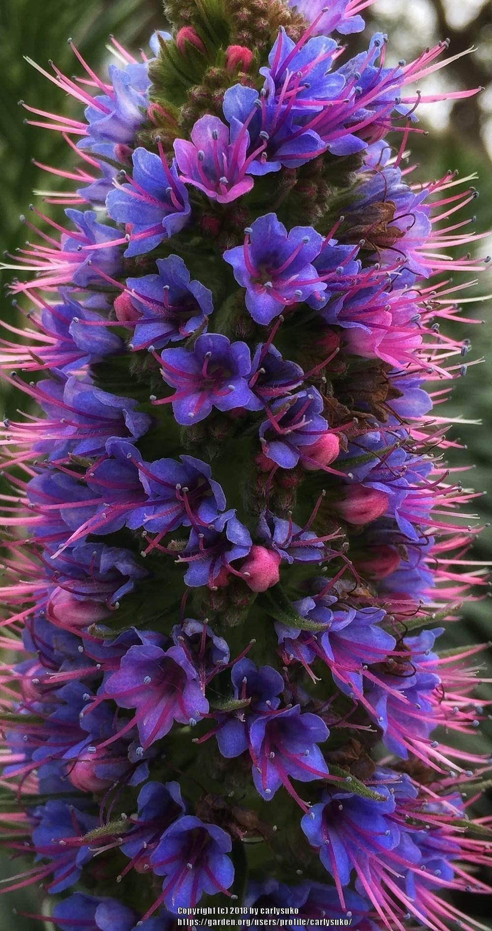 Photo of Pride of Madeira (Echium candicans) uploaded by carlysuko