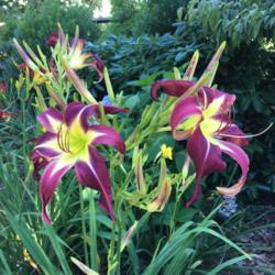 Location: My garden, Pequea, Pennsylvania, USA
Date: 2018-07-19