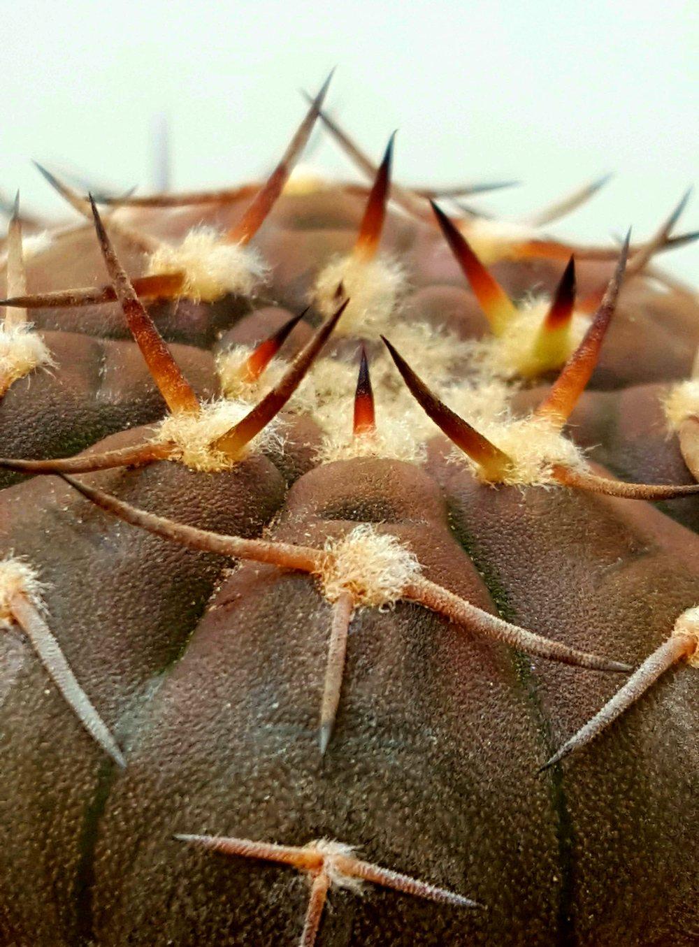 Photo of Rose Plaid Cactus (Gymnocalycium quehlianum) uploaded by Jai_Ganesha