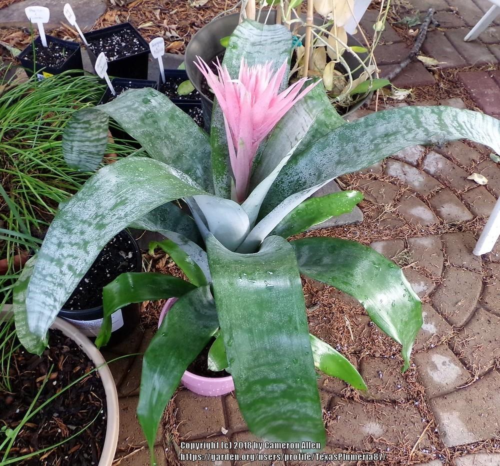 Photo of Urn Plant (Aechmea fasciata) uploaded by TexasPlumeria87