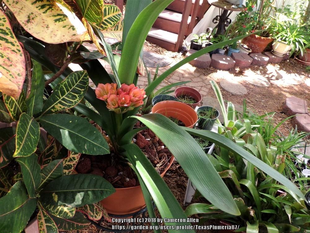 Photo of Fire Lily (Clivia miniata) uploaded by TexasPlumeria87