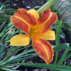 Location: My garden, Pequea, Pennsylvania, USA
Date: 2018-07-20
First bloom ever in my garden; came here as a tiny gift plant.