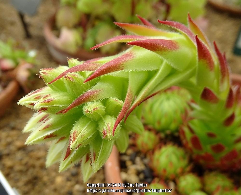 Photo of Rollers (Sempervivum globiferum 'Oki') uploaded by kniphofia