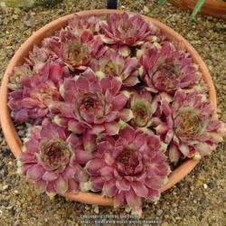 Location: RHS Harlow Carr alpine house, Yorkshire
Date: 2018-07-15