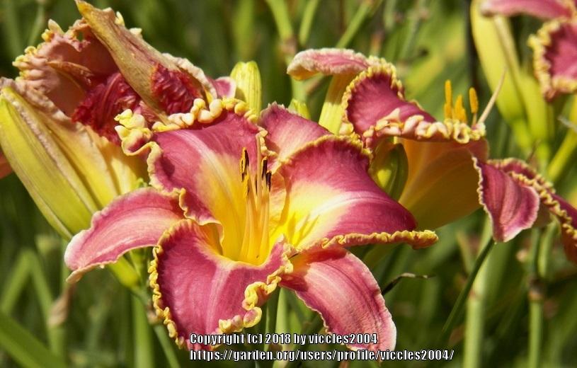 Photo of Daylily (Hemerocallis 'Spacecoast Cranberry Kid') uploaded by viccles2004