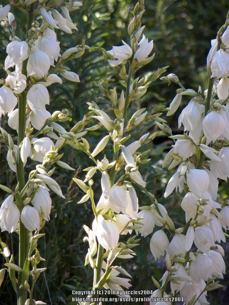 Photo of Adam's Needle (Yucca filamentosa) uploaded by viccles2004