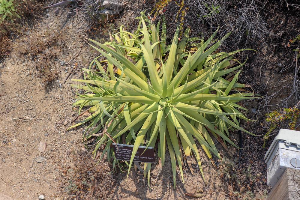 Photo of Squid Agave (Agave bracteosa) uploaded by Baja_Costero