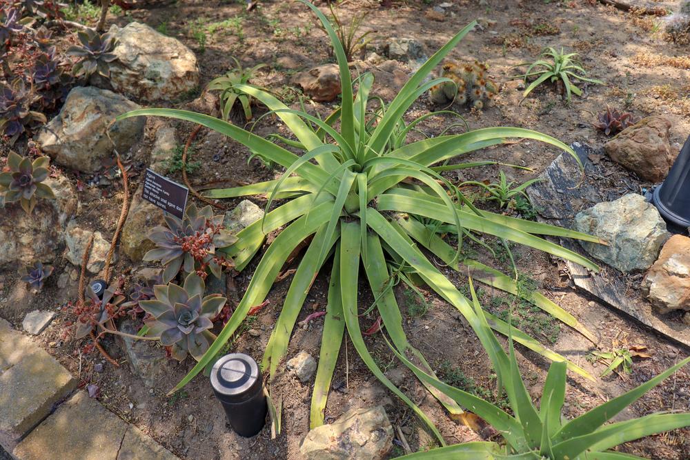 Photo of Squid Agave (Agave bracteosa) uploaded by Baja_Costero