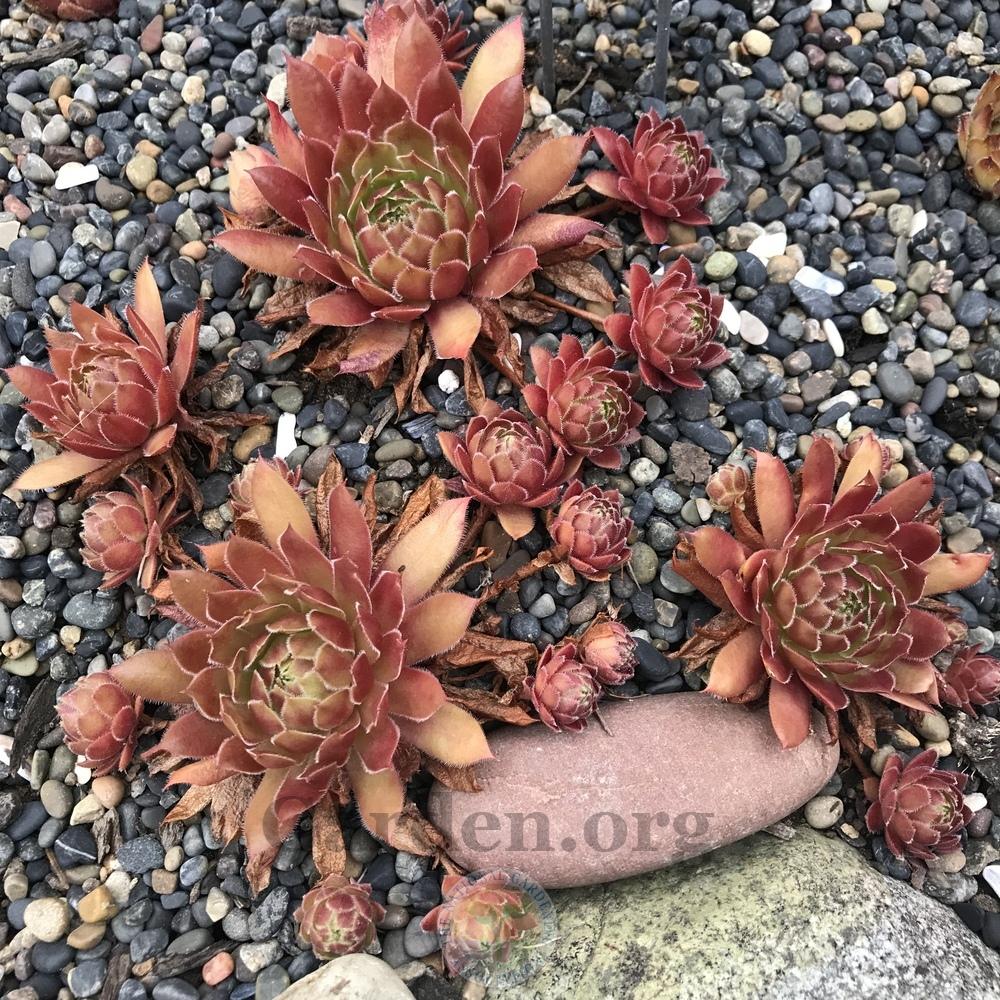 Photo of Hen and Chicks (Sempervivum 'Sizzling Sue') uploaded by Patty