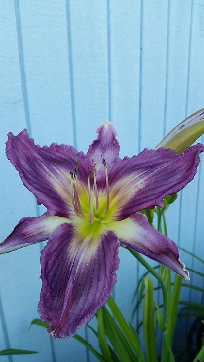 Photo of Daylily (Hemerocallis 'Smoke Scream') uploaded by flowerpower35
