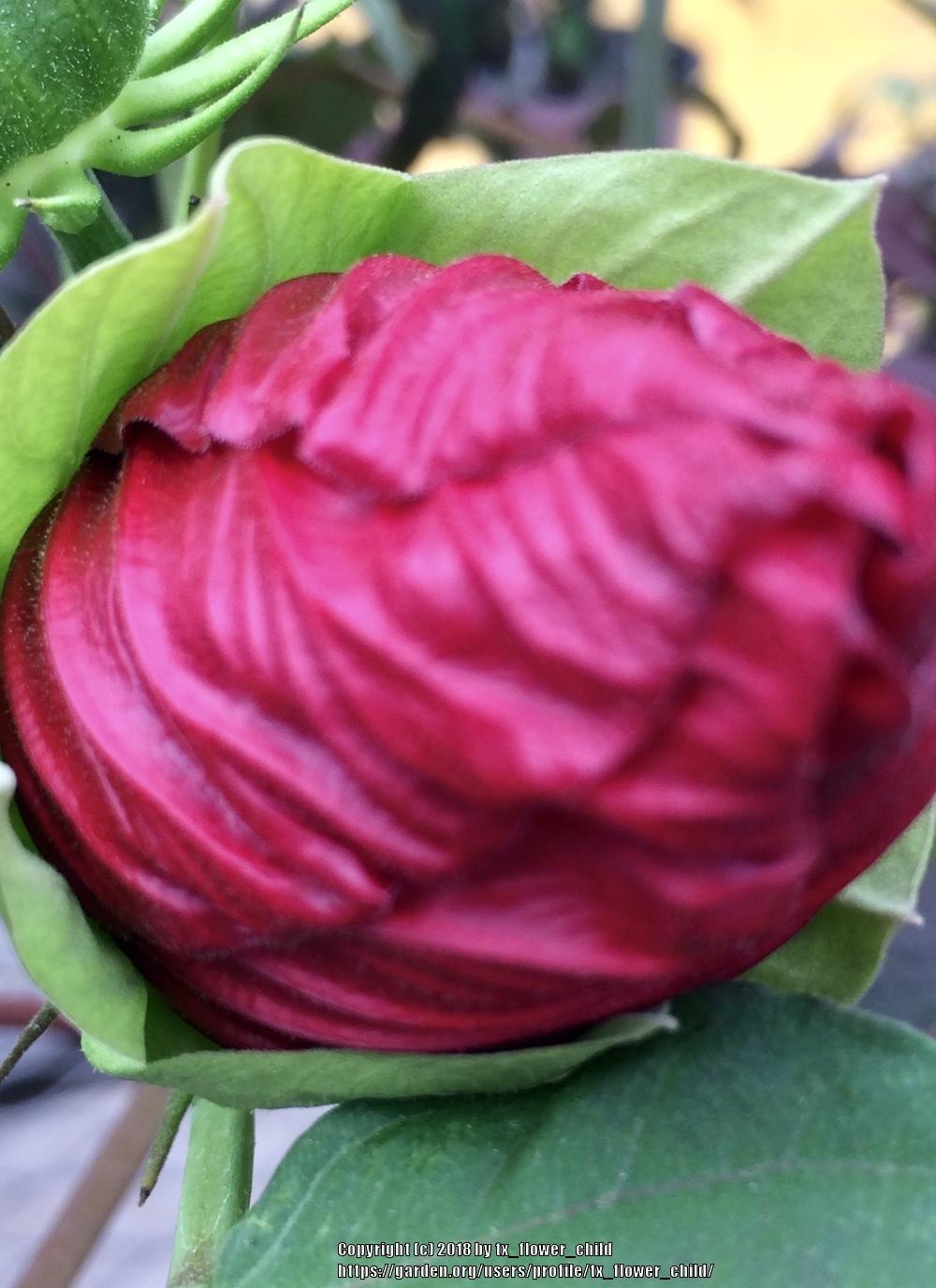 Photo of Hybrid Hardy Hibiscus (Hibiscus 'Midnight Marvel') uploaded by tx_flower_child